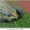 carch lavatherae larva5c